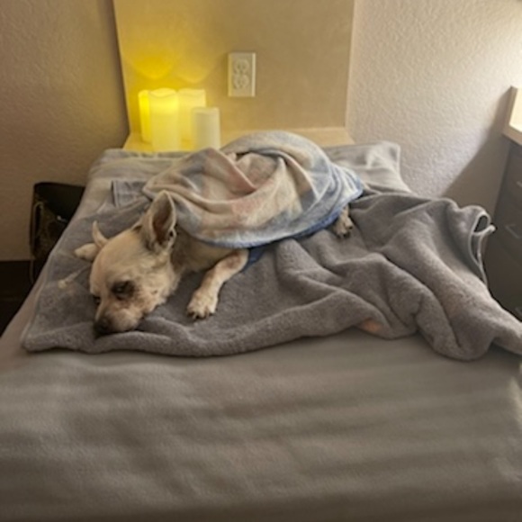 RIP MY ROMEO, you were a beautiful dog & my companion for 16 years🙏🏻 - Picture 6 of 16